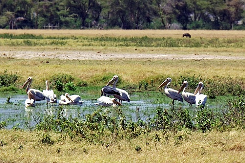 Kenia (176)